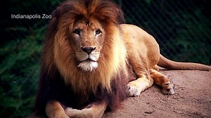 Lion kills the male that fathered her cubs at Indianapolis Zoo