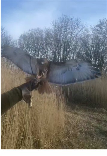 Dakini slices through the forest with effortless precision, threading between trees at breathtaking speed. Every turn is calculated, every movement minimal yet powerful. Not rushed, but razor-focused, it turns flight into a perfect balance of speed, control, and grace. #lifeofdakini #nature#outdoor