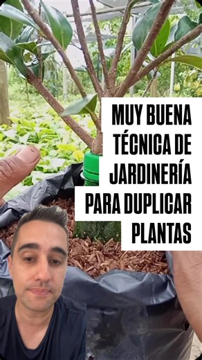 Matu_Tips on Instagram: "Muy buena técnica de jardinería para duplicar plantas • #matu_grabando #matu_tips"