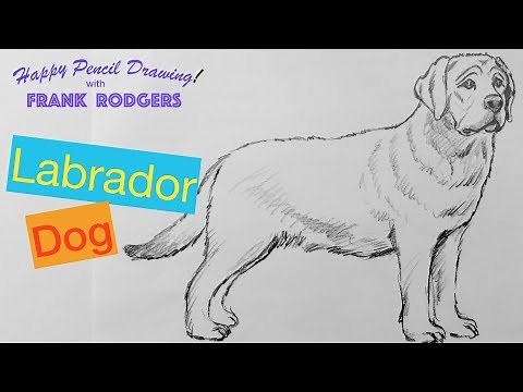 How to Draw a pencil Sketch of a Labrador Dog - Happy Drawing! with Frank Rodgers