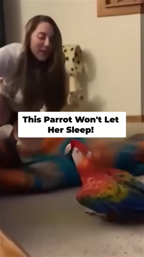 Cat Scares Bear? Parrot Annoying? You Won't BELIEVE These Clips! #funnyanimals #fyp #viral #parrot #brainrot