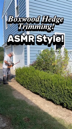 Boxwood Hedge Trimming ASMR Style!🍃 | Satisfying Korean Boxwood Pruning Before Winter!