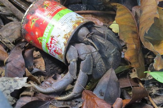 Kind human helps hermit crabs move out of their trash homes and into fresh clean shells!