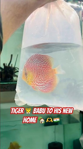 Local Shipment Alert! 🚚🐠 Our beautiful Super Red & Tiger Turquoise are headed to their new home🏡