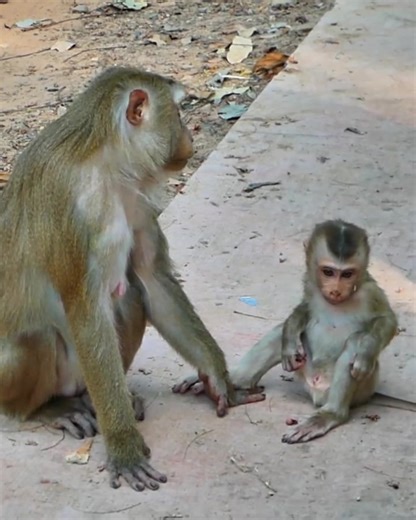 Adorable Baby Monkeys: The Cutest Moments