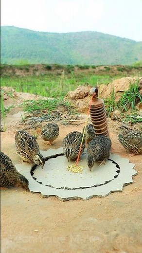 Wow! New Creative DIY Quail Trap Technique #shorts