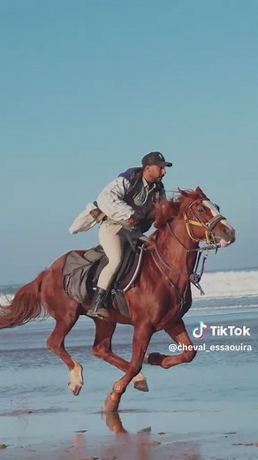 La vie est belle #cejour #Essaouira #dressage #BeachRide #AdventureAwaits #maroc #horsesontiktok