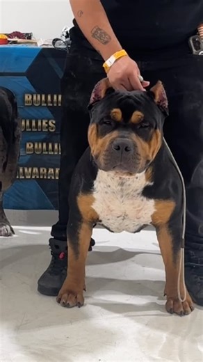 Good morning #bullyworlwide. We officially opening Sicario to stud him out.. he will be open at intro rate.. if interested hit me dm.. let’s make some dope bullies.. | Joey Alvarado