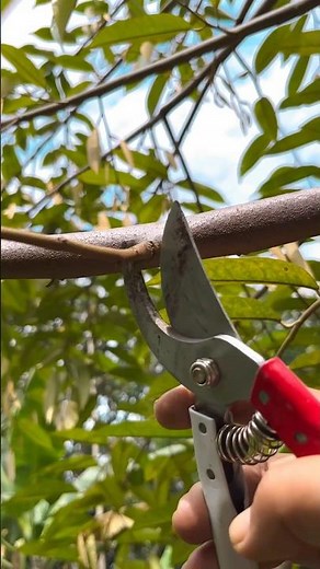 Prune fruit tree #gardentips
