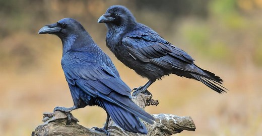What is a Group of Ravens Called?