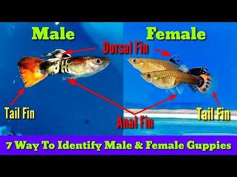 How To Identify Male And Female Guppies