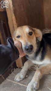 Dokonalá originálna fenka Pebles hľadá ten najlepší domov na svete🐾✨ Pebles je priateľská, mladá fenka ktorá je pripravena cestovať domov❤️ Pebles je veľmi milá, rozumná a skutočne veľmi učenlivá fenka ktorá si zaslúži nájsť svoju milujúcu rodinku🏡 Pebles je vhodná do bytu či domu do vnútra😍 Je to maznáčik na leňošenie ale aj parťák na dobrodružstva po horách🏔️ Pebles je vhodná do rodinky aj k inému psikovi ktory jej bude robiť spoločnosť na zábavne aktivity🐾🐶 Veríme že si Pebles nájde čím