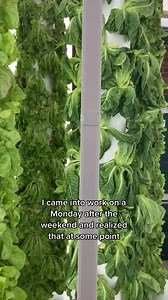 🌱 Dive into the world of hydroponics with the Hydroponic Growing System Grow Tower! 🌿 Whether you're a seasoned gardener or just starting out, this tower makes growing your own veggies a breeze. Easy to setup? Grab Yours Here: https://amzn.to/3SZYJtv You betcha! It's like building a mini botanical skyscraper in your backyard or even inside your cozy abode. 🏡 Indoors or out, the choice is yours! No need to worry about space limitations or pesky weather conditions. With this tower, you can nurt