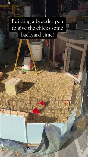 carbosbackyard on TikTok