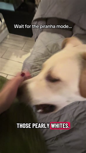 Atom (@researching_atoms)’s video of dogs