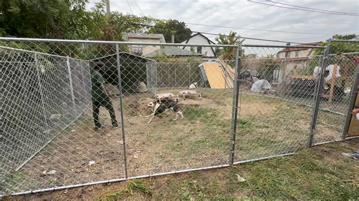 Meet Debow and Face, our hunky beefy brothers. Their dad knew in his heart that chaining them wasn’t the way to go so he did his best and built them a kennel with what he had around. Unfortunately the kennel was much to small for these large boy and once their dog houses were added inside the kennel they had almost not room to move. Debow and Face are extremely bonded and get along very well so we decided to build them an XL Operation Freedom kennel to share. They now have a space where they can