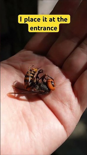 Dead Giant Hornet at Beehive