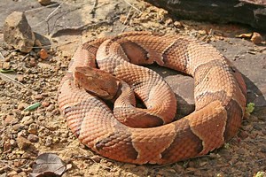 Discover the Largest Copperhead of All Time