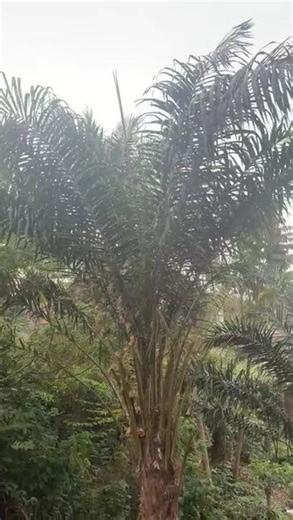 Anambra State No Get Level