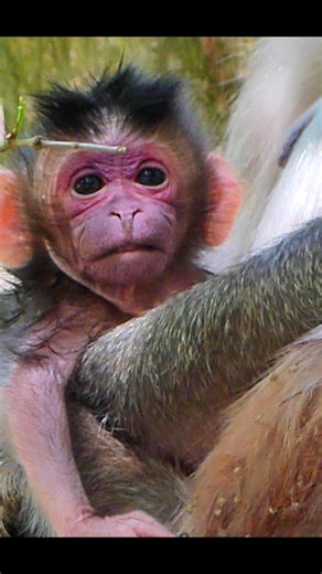 A heavy heart in a tiny body. ❤️🐵 #babymonkey #monkeylove #wildlife | Monkey Moments 101