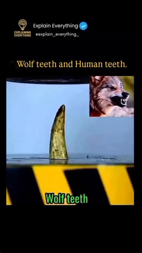 explain everything on Instagram: "Wolf teeth and human teeth are designed for very different lifestyles and diets. Wolves have long, sharp canine teeth and blade-like molars that work like scissors, helping them grip, tear, and slice raw meat and crush bones efficiently. Their teeth are built for hunting and survival in the wild. Humans, on the other hand, have a mix of incisors, canines, premolars, and molars that are flatter and broader, allowing us to bite, tear, and grind a wide variety of f