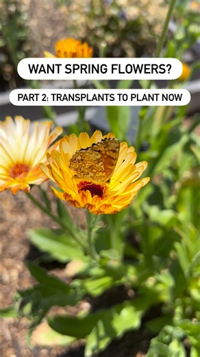 Zone 9b Garden. Growing Food!🍅 on Instagram: "In the last reel I showed you bulbs I planted for spring flowers. Now is also great time to plant so many cool-season flowers as transplants. They’ll root in over winter and bloom come spring. 👏🏻 Here’s what I’m planting: 🌱 Stock. These should thrive in cooler temps. I’m growing Venus Cherry, Quarter Marine and Baby High Double Cream. 🌱 Snapdragons. They provide endless blooms. And they’re perennial in my garde