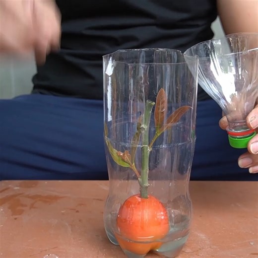 Simple Mango Growing Secrets That Bring Great Results | H&H Gardening Secrets