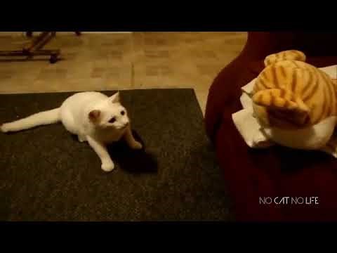 【面白動物】ネコにどっきり仕掛けた結果…ｗｗ【かわいい】