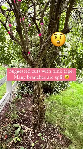 Yes, this is radical. It pains me but many of the larger branches were split and just couldn't handle the weight. This kind of hydrangea--a panicle variety--benefits from significant pruning. You will likely get more blooms and it will be more healthy overall. It will also help you keep branches and blooms off the ground and away from other plants or the house (one of my obsessions). This approach works on shrub hydrangeas too. I generally recommend doing this in the early spring because I find 