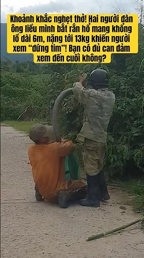 Video Thật 100%: Bắt Sống Rắn Hổ Mang Chúa Dài 6m | Real Footage of 6m King Cobra Capture #kingcobr