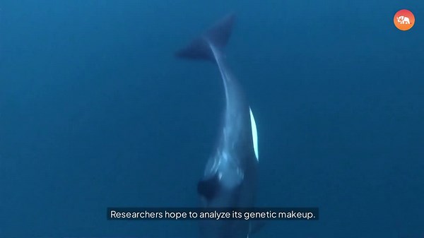 Rare Albino Orca Appears Off Alaska’s Coast—Why Is This So Unusual?