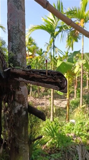 Sdb Sniper v2 Nitro piston air gun power Test #shorts