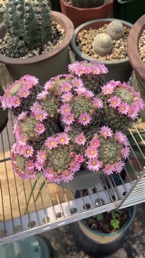 You Won't Believe How Beautiful This Cactus Flower Is! 😮