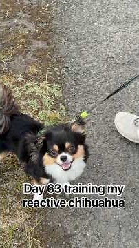 Day 63 training my reactive chihuahua 🐶🐾
