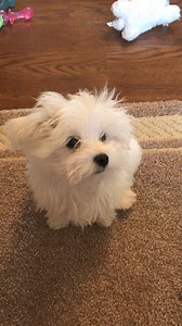 Do puppies have an attention span? | Dountin