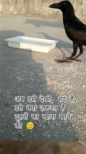 different crow sounds,what does a baby crow look ,#crow #viralvideos #trendingshort #shorts #viral