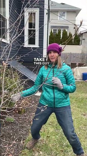 How To Prune A Tree In A Small Space