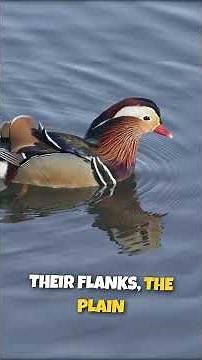 MANDARIN DUCK What Should You Know?