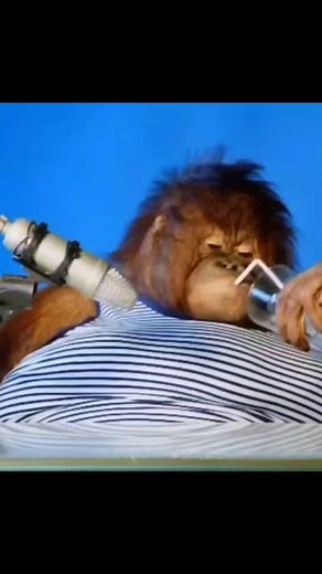 #monke #asmr #bigmonke #monkeeatingbanana #monkey