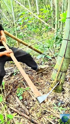 🎋 Traditional Bamboo Harvesting: Master the Art of the Long Blade Axe! 🪓 #agritech #farming #viral