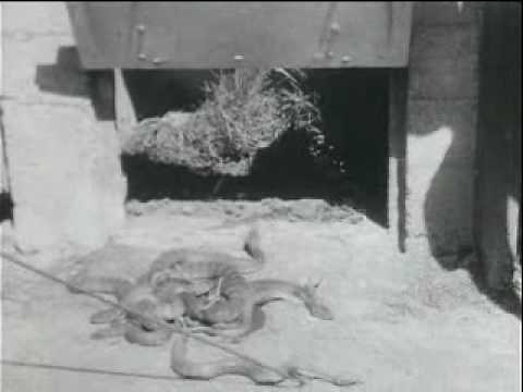 The Death Adder a unique nature documentary by Lex Halliday
