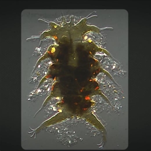 Is this a real life alien? | Animalogic