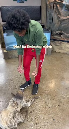 Living with a Funny Sloth: Entertaining Demands and Weekly Manicures!