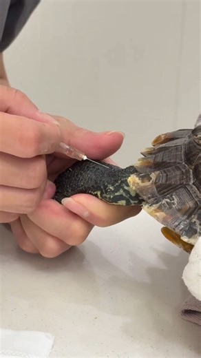 Turtle Injection Treatment | How Sick Turtles Get Medicine #shorts #turtle