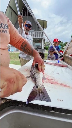 How to clean and fillet a redfish 🐟🍣