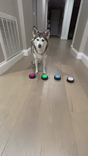 Smart Dog Trick or Treat Training