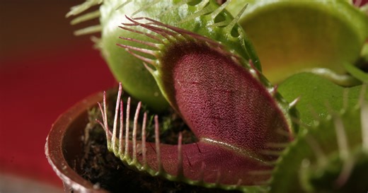 Astrobotany & Plant Intelligence with Simon Gilroy - StarTalk Special Edition