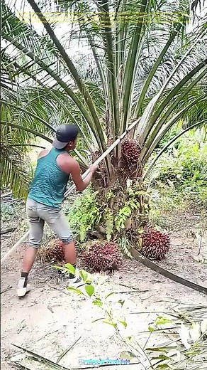 Le travail acharné du palmier à huile