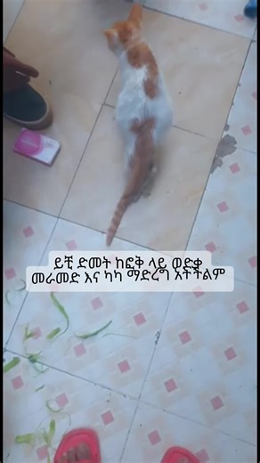 This little cat was fell off building and unable to walk and poop,after taking enema and suppository,she is able to walk and poop. #littlecat #kitten #cattherapy #beforeandafter #fyp
