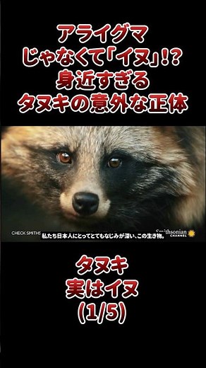It's not a raccoon, it's a "dog"!? The surprising true identity of the all-too-familiar tanuki